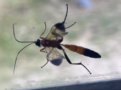 Ctenochares bicolorus