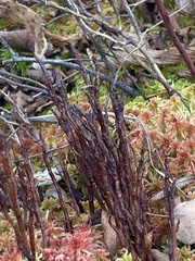 Calyptospora columnaris
