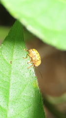 Cryptocephalus octodecimpunctatus