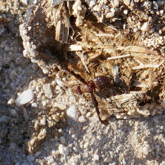 Diacrita costalis
