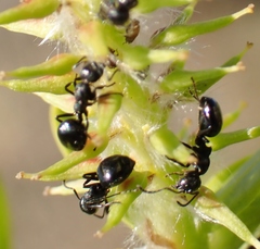 Dolichoderus taschenbergi