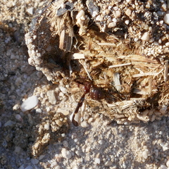 Diacrita costalis