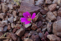 Cistanthe grandiflora