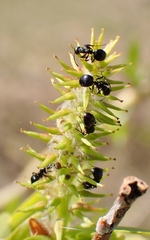 Dolichoderus taschenbergi