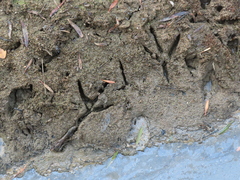 Ardeidae