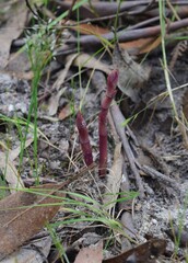 Dipodium