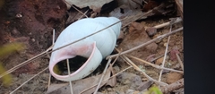 Megalobulimus