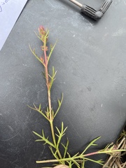 Haloragis heterophylla