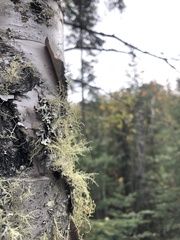 Usnea subfloridana