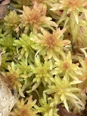 Sphagnum angustifolium