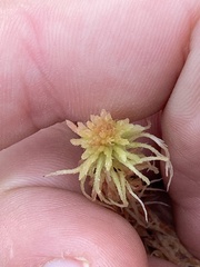 Sphagnum angustifolium