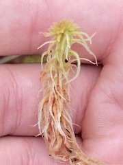 Sphagnum angustifolium
