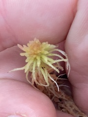 Sphagnum angustifolium