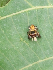 Carrhotus xanthogramma