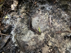 Plethodon elongatus