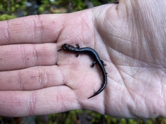 Plethodon elongatus