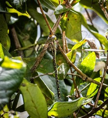 Austrogynacantha heterogena