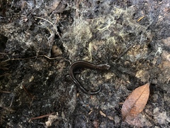 Plethodon elongatus