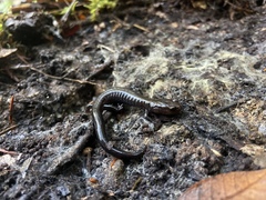 Plethodon elongatus