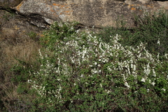 Spiraea media
