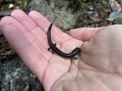 Plethodon elongatus
