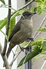 Pycnonotus conradi