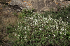 Spiraea media