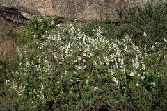 Spiraea media