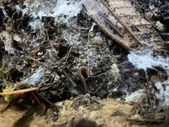 Plethodon elongatus