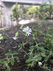 Behenantha
