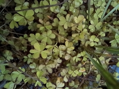 Oxalis perennans