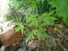 Acer pentaphyllum