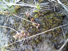 Crassula decumbens