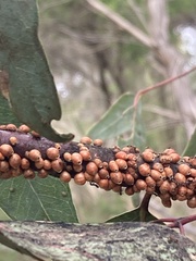 Eriococcus coriaceus