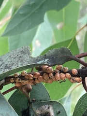 Eriococcus coriaceus