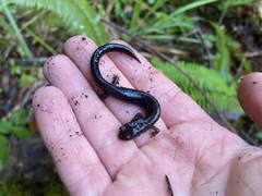 Plethodon elongatus