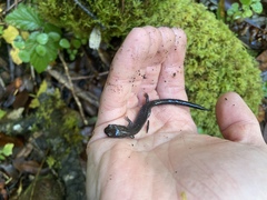 Plethodon elongatus