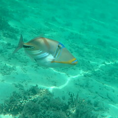 Rhinecanthus aculeatus