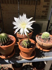 Echinopsis