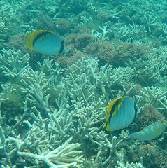 Chaetodon lineolatus