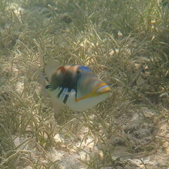 Rhinecanthus aculeatus