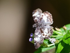 Chiomara georgina