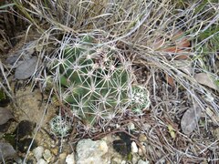 Coryphantha sulcata
