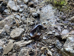 Plethodon elongatus