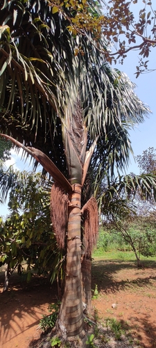 Foto de Bacaba-de-leque