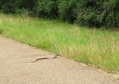 Masticophis flagellum testaceus