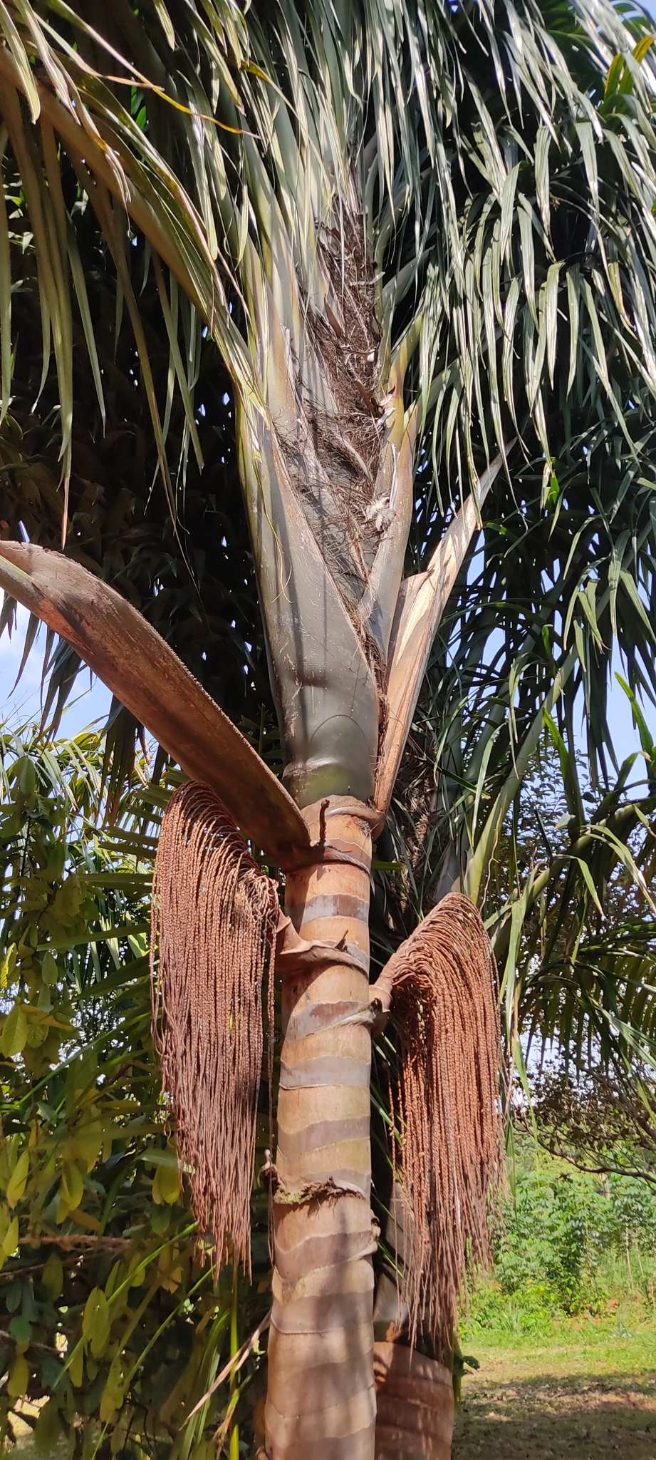 Imagem de Bacaba-de-leque