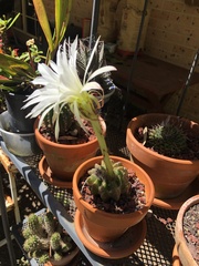 Echinopsis