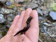 Plethodon elongatus