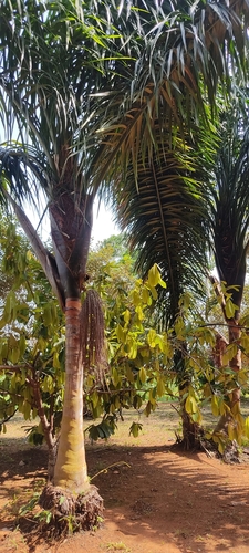 Foto de Bacaba-de-leque